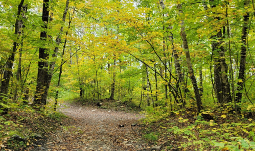 A serene forest path surrounded by vibrant green and yellow foliage, inviting exploration.