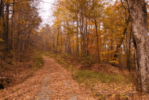 A winding forest path covered in autumn leaves, surrounded by trees with vibrant fall foliage.