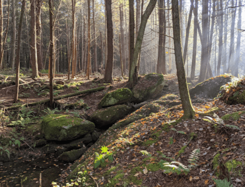 A serene forest scene with tall trees, moss-covered rocks, and soft sunlight filtering through the foliage.
