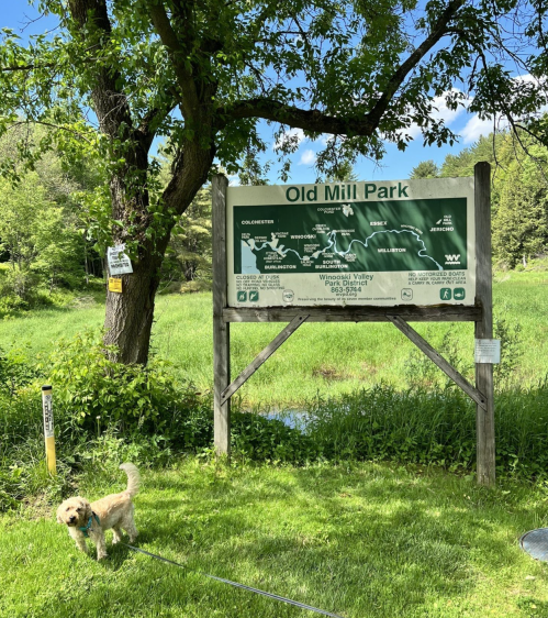 A dog stands near a park sign for Old Mill Park, surrounded by greenery and trees under a blue sky.
