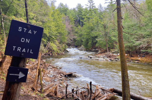 A sign reading "Stay on Trail" beside a flowing river surrounded by lush green trees and fallen logs.