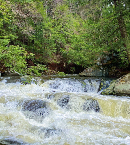 A rushing river flows over rocks, surrounded by lush green trees in a serene natural setting.