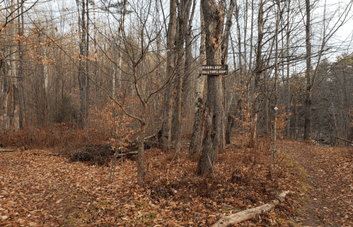 A wooded area with bare trees and fallen leaves, featuring a signpost for "Upper Loop" and "Halyard Loop" trails.