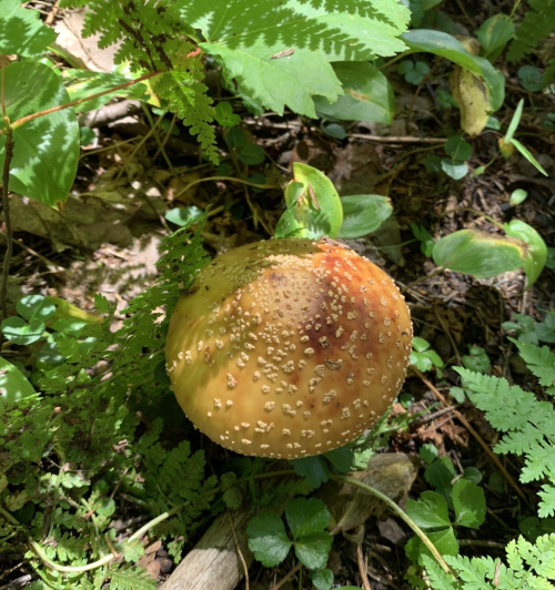 A round, yellowish mushroom with a textured, spotted surface, surrounded by green foliage and forest floor debris.