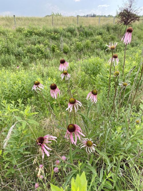 A cluster of pink coneflowers in a lush green field, surrounded by tall grass and distant trees.