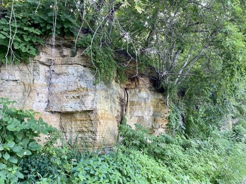 A rocky cliffside covered in greenery, with trees and plants growing around it.
