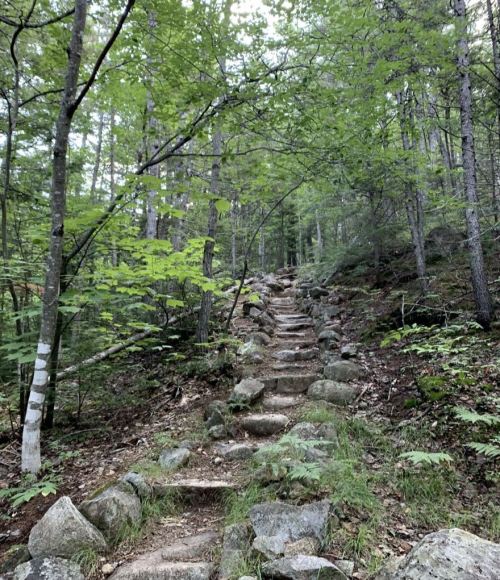 A rocky trail winds through a lush green forest, surrounded by trees and foliage.