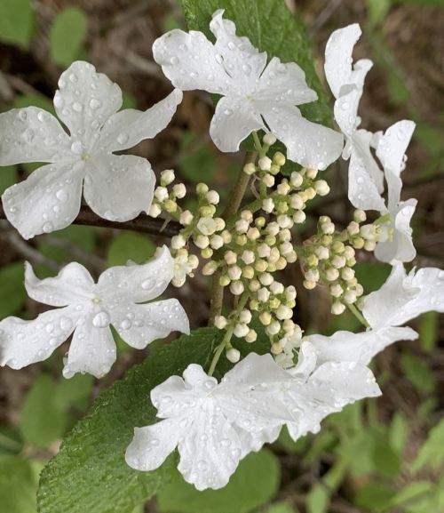 Close-up of white flowers with raindrops, surrounded by green leaves and budding flower clusters.