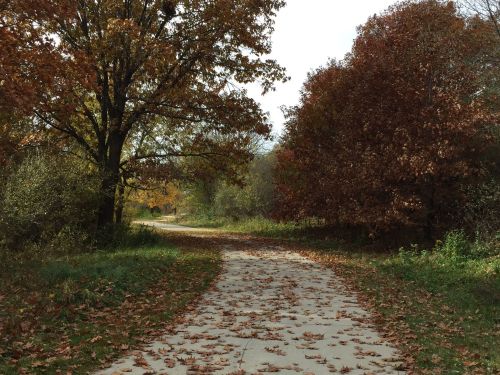A winding path through a forest with trees displaying autumn foliage and fallen leaves on the ground.