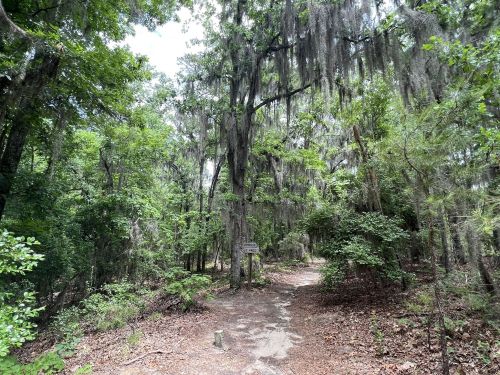 A forest path surrounded by lush greenery and hanging moss, inviting exploration in a serene natural setting.