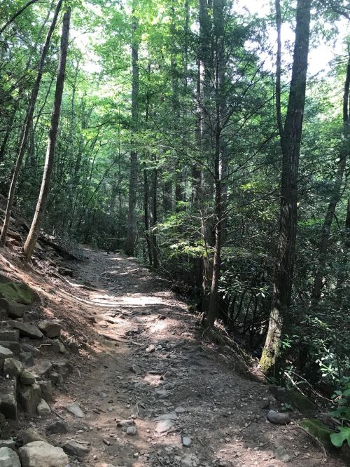 A winding dirt path through a lush green forest, surrounded by tall trees and dappled sunlight.