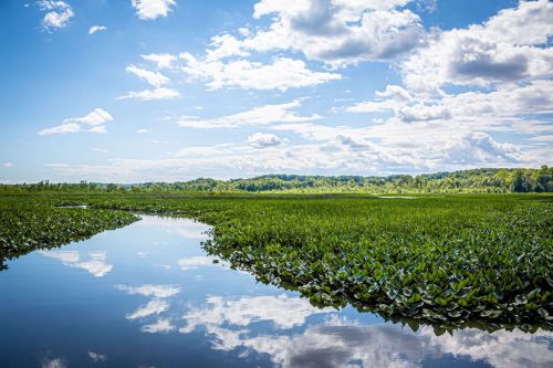 A serene landscape featuring a calm waterway surrounded by lush greenery and a blue sky with fluffy clouds.