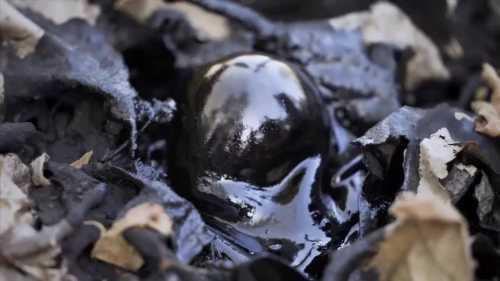 A shiny, dark object nestled among wet leaves and debris, suggesting a natural setting.