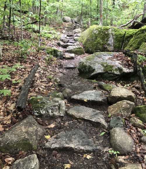 A rocky trail winding through a lush green forest, surrounded by moss-covered stones and fallen leaves.