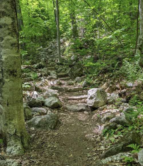 A rocky trail winds through a lush green forest, surrounded by trees and scattered boulders.