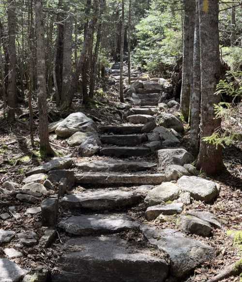 A rocky trail winding through a forest, surrounded by trees and greenery.