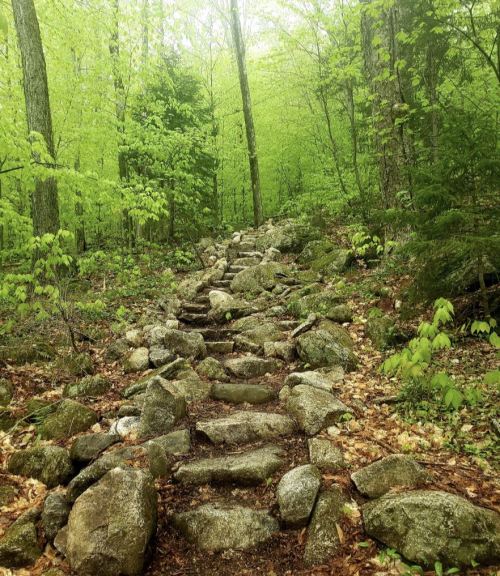 A rocky path winds through a lush green forest, surrounded by vibrant trees and foliage.