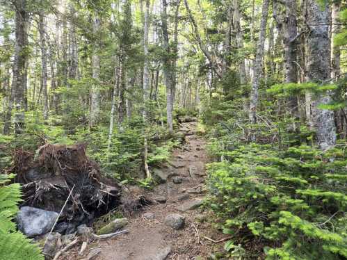 A rocky trail winding through a lush green forest with tall trees and ferns.