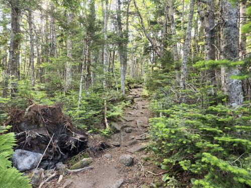 A rocky trail winding through a lush green forest with tall trees and ferns.