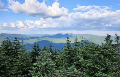 A panoramic view of lush green mountains under a blue sky with fluffy clouds, framed by evergreen trees in the foreground.