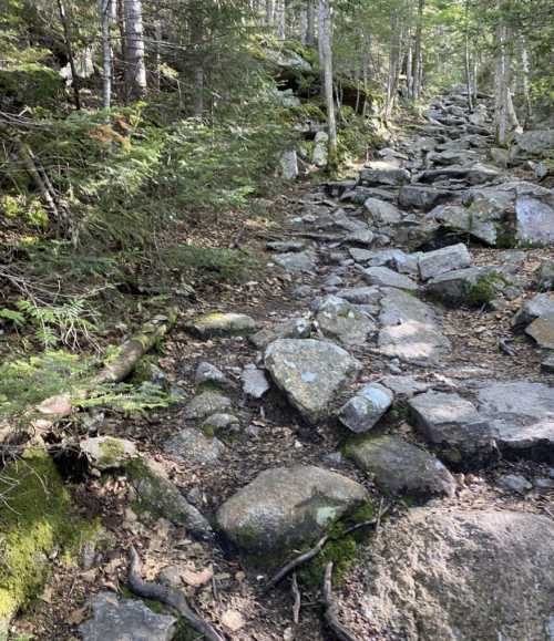 Rocky hiking trail surrounded by trees and greenery, leading through a forested area.