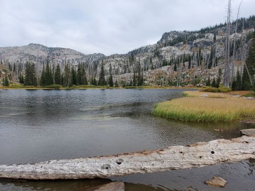 A serene lake surrounded by mountains and evergreen trees, with a fallen log in the foreground and golden grass along the shore.