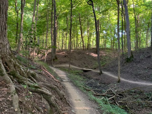 A winding dirt path through a lush green forest with trees and roots visible along the trail.