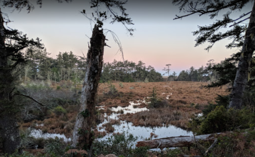 A serene landscape featuring a marshy area surrounded by trees, with soft pastel colors in the sky at dusk.