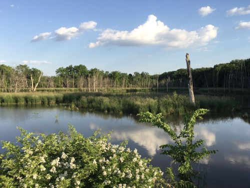 A serene wetland scene with lush greenery, calm water, and fluffy clouds reflecting in the sky.