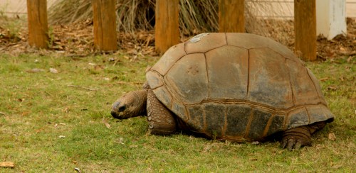A large tortoise slowly moving across green grass near wooden posts.