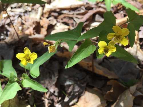 A close-up of yellow wildflowers surrounded by green leaves and fallen brown leaves on the forest floor.