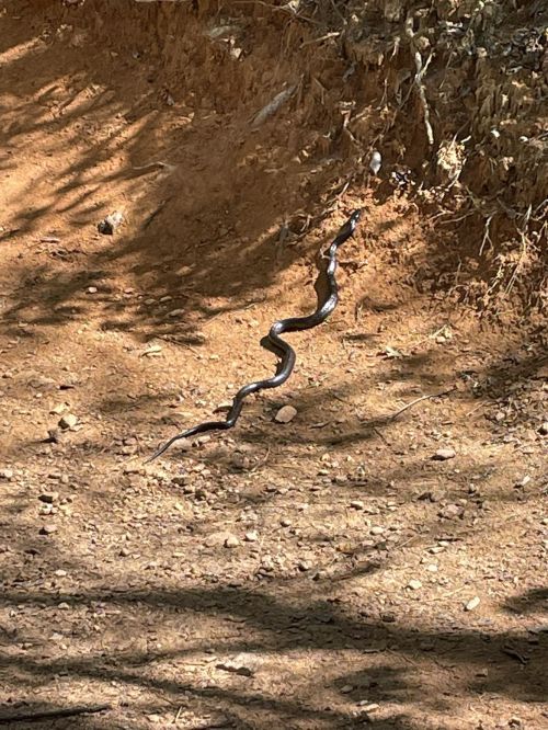 A black snake slithering across a dirt path surrounded by dry vegetation.