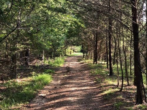 A dirt path winding through a lush, green forest with trees lining both sides. Sunlight filters through the leaves.
