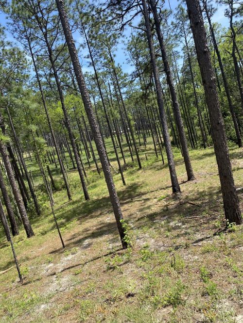 A dense forest of tall pine trees with green underbrush and a clear blue sky.