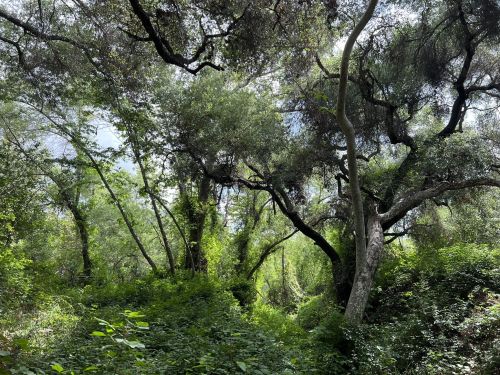Lush green forest with dense trees and intertwining branches, creating a serene and shaded natural environment.