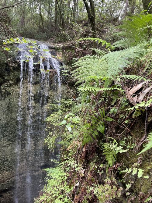 A serene forest scene featuring a small waterfall cascading over rocks, surrounded by lush green ferns and foliage.