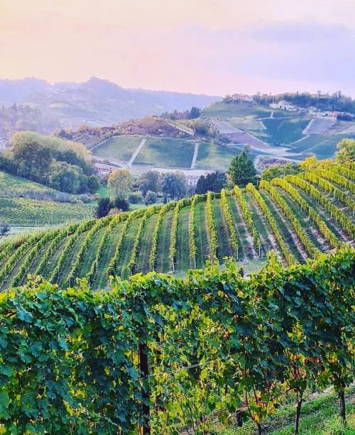 Lush green vineyards stretch across rolling hills under a pastel sky at sunset.