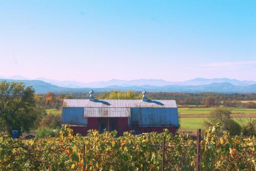 A red barn with a metal roof surrounded by vineyards, set against a backdrop of rolling mountains and clear blue sky.