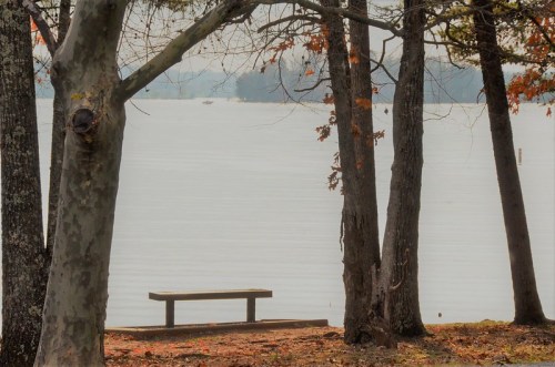 A serene lakeside scene with a wooden bench surrounded by trees and calm water in the background.
