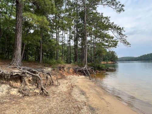 A serene lakeside scene with sandy shore, exposed tree roots, and tall pine trees under a cloudy sky.