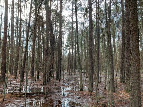 A dense forest with tall trees and puddles on the ground, reflecting the cloudy sky above.