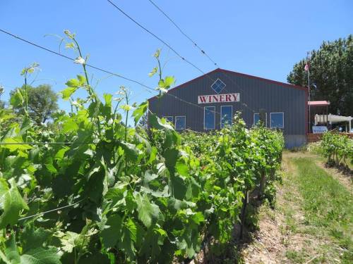 A winery building surrounded by lush green grapevines under a clear blue sky.