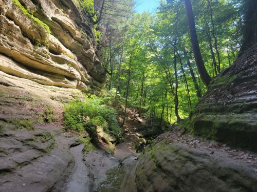 A serene forest scene with tall trees and rocky cliffs, featuring a narrow, winding path through lush greenery.