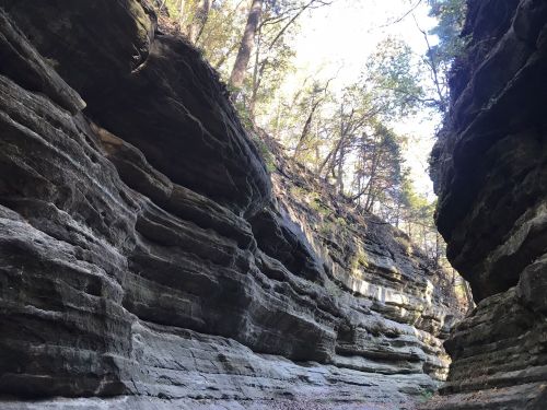 A narrow canyon with layered rock formations and trees above, illuminated by sunlight filtering through.