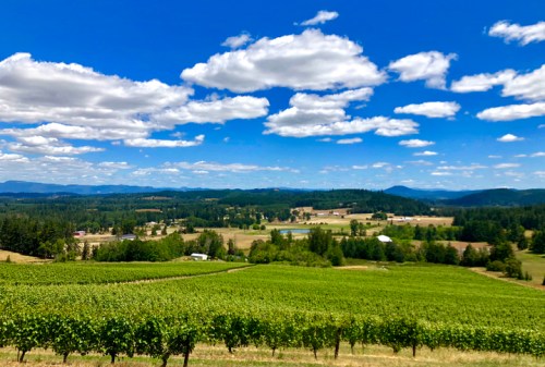 A scenic view of lush vineyards under a bright blue sky with fluffy clouds and rolling hills in the background.