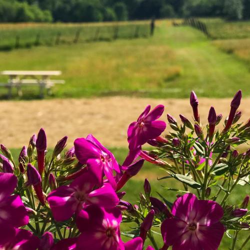 Vibrant pink flowers in the foreground with a grassy path and distant trees in a sunny field.
