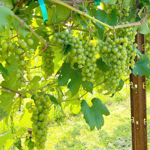 Bunches of green grapes hanging from a vine, surrounded by lush green leaves in a sunny vineyard.
