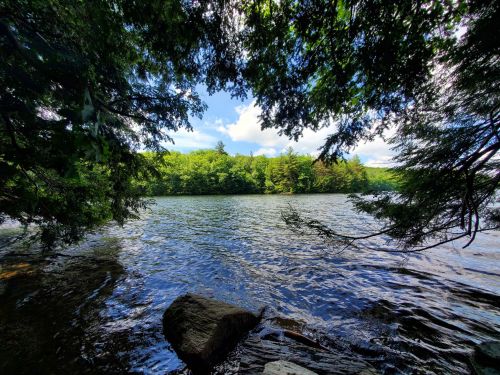 A serene lake view framed by lush green trees and a clear blue sky, with gentle ripples on the water's surface.