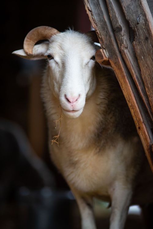 A close-up of a sheep with curved horns, peering out from behind wooden beams, with straw hanging from its mouth.