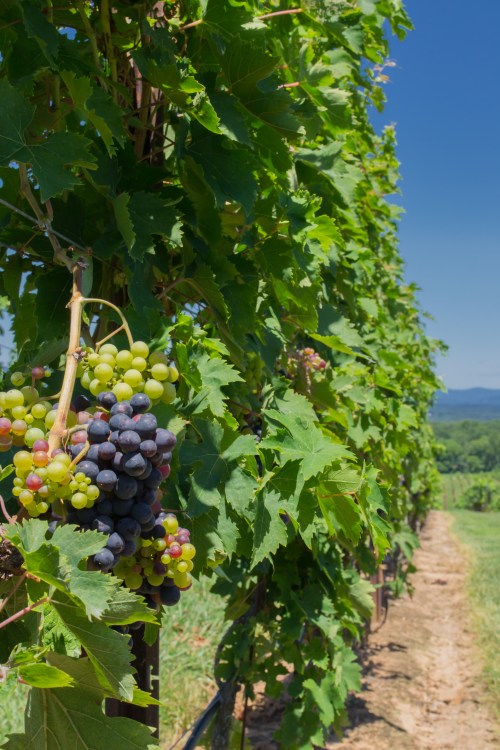 A row of grapevines with clusters of green and black grapes under a clear blue sky.